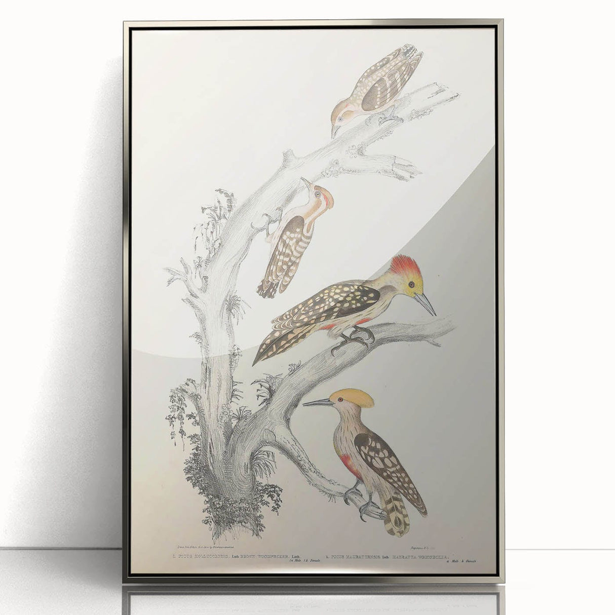 Vintage Animal Art - Retro Woodpecker Illustration Art Prints for Home