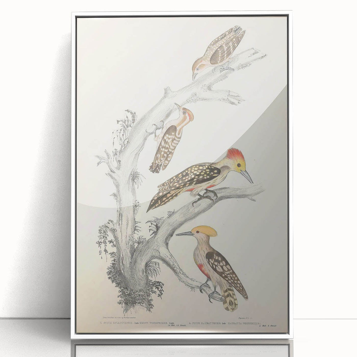 Vintage Animal Art - Retro Woodpecker Illustration Art Prints for Home