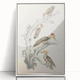 Vintage Animal Art - Retro Woodpecker Illustration Art Prints for Home