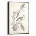 Vintage Animal Art - Retro Woodpecker Illustration Art Prints for Home