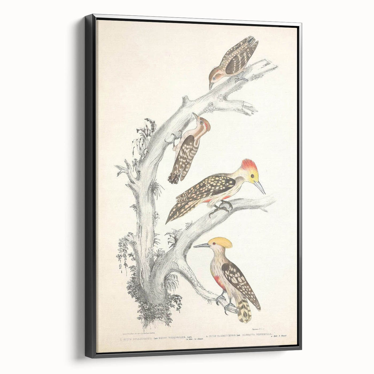 Vintage Animal Art - Retro Woodpecker Illustration Art Prints for Home
