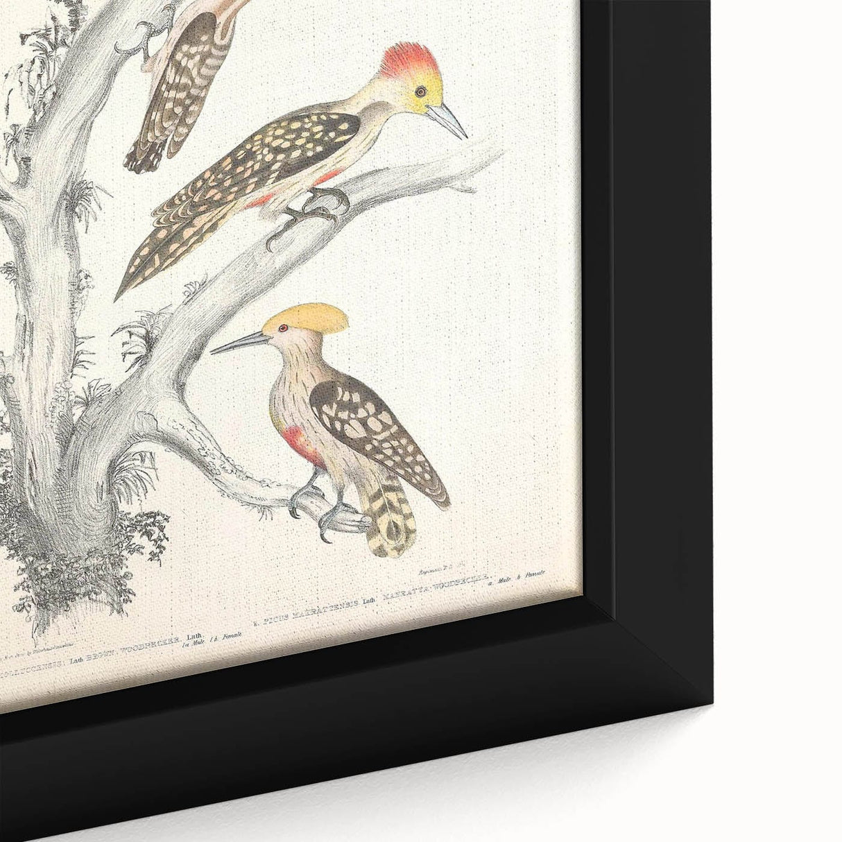 Vintage Animal Art - Retro Woodpecker Illustration Art Prints for Home
