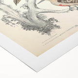 Vintage Animal Art - Retro Woodpecker Illustration Art Prints for Home