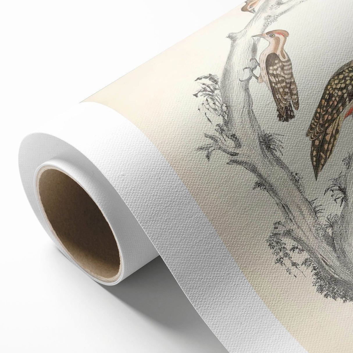 Vintage Animal Art - Retro Woodpecker Illustration Art Prints for Home