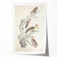 Vintage Animal Art - Retro Woodpecker Illustration Art Prints for Home