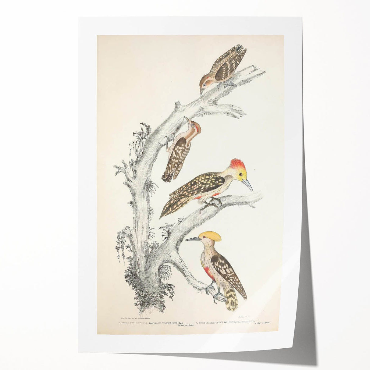 Vintage Animal Art - Retro Woodpecker Illustration Art Prints for Home