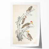 Vintage Animal Art - Retro Woodpecker Illustration Art Prints for Home
