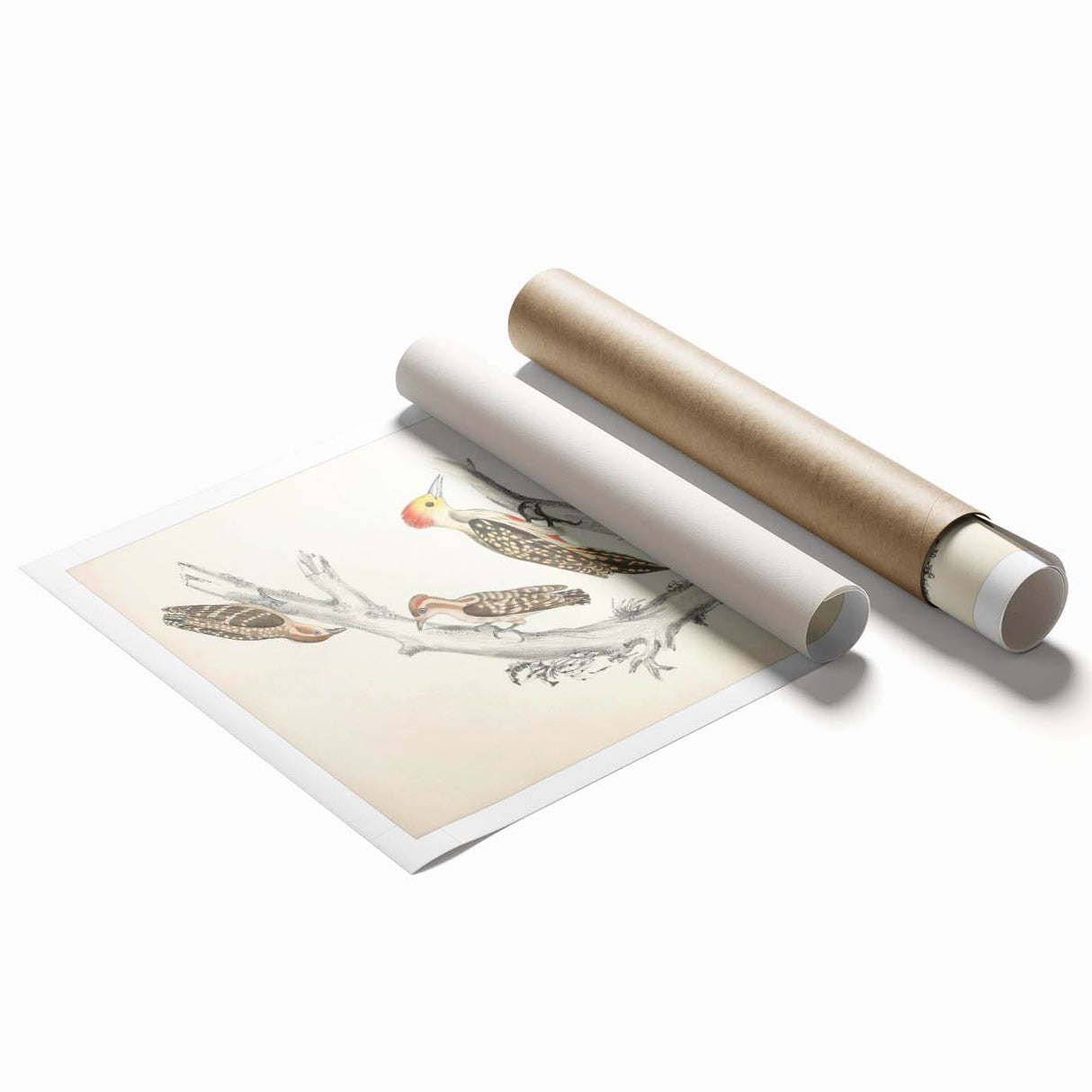 Vintage Animal Art - Retro Woodpecker Illustration Art Prints for Home