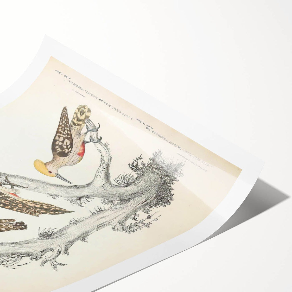 Vintage Animal Art - Retro Woodpecker Illustration Art Prints for Home
