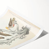 Vintage Animal Art - Retro Woodpecker Illustration Art Prints for Home