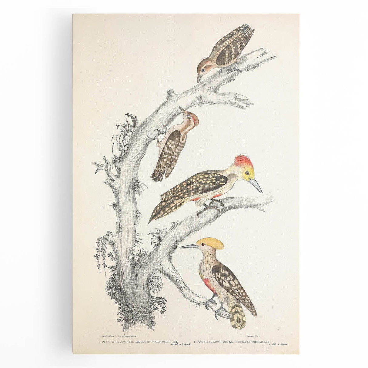 Vintage Animal Art - Retro Woodpecker Illustration Art Prints for Home