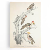 Vintage Animal Art - Retro Woodpecker Illustration Art Prints for Home