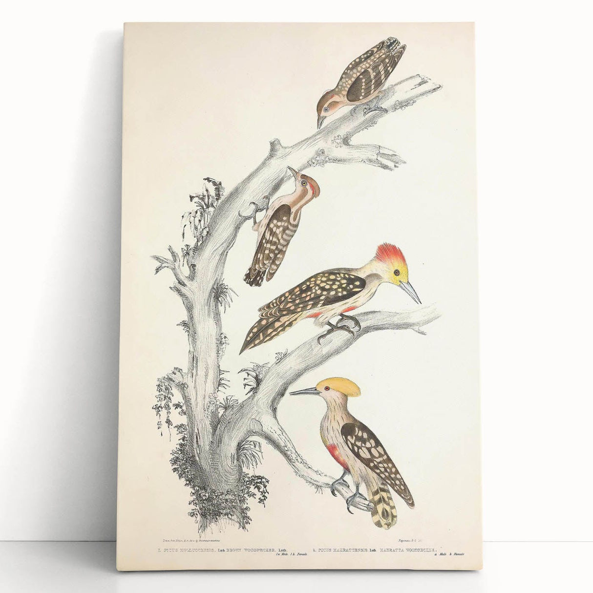 Vintage Animal Art - Retro Woodpecker Illustration Art Prints for Home