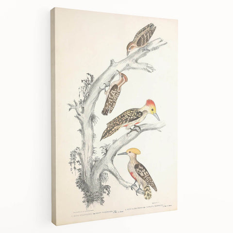 Vintage Animal Art - Retro Woodpecker Illustration Art Prints for Home