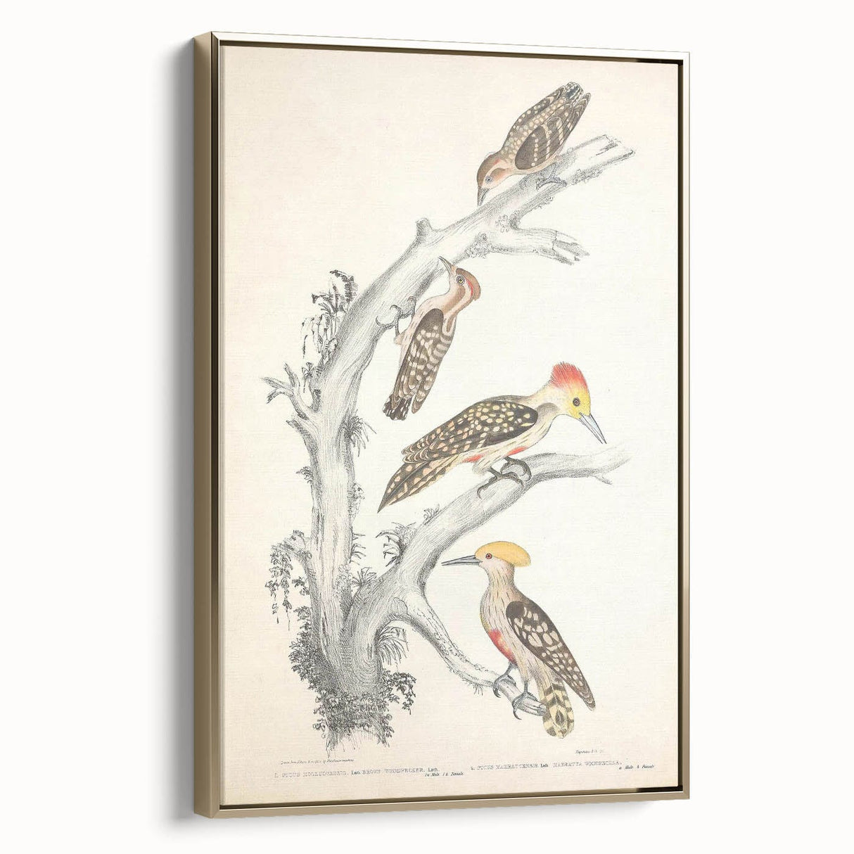 Vintage Animal Art - Retro Woodpecker Illustration Art Prints for Home