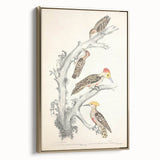 Vintage Animal Art - Retro Woodpecker Illustration Art Prints for Home