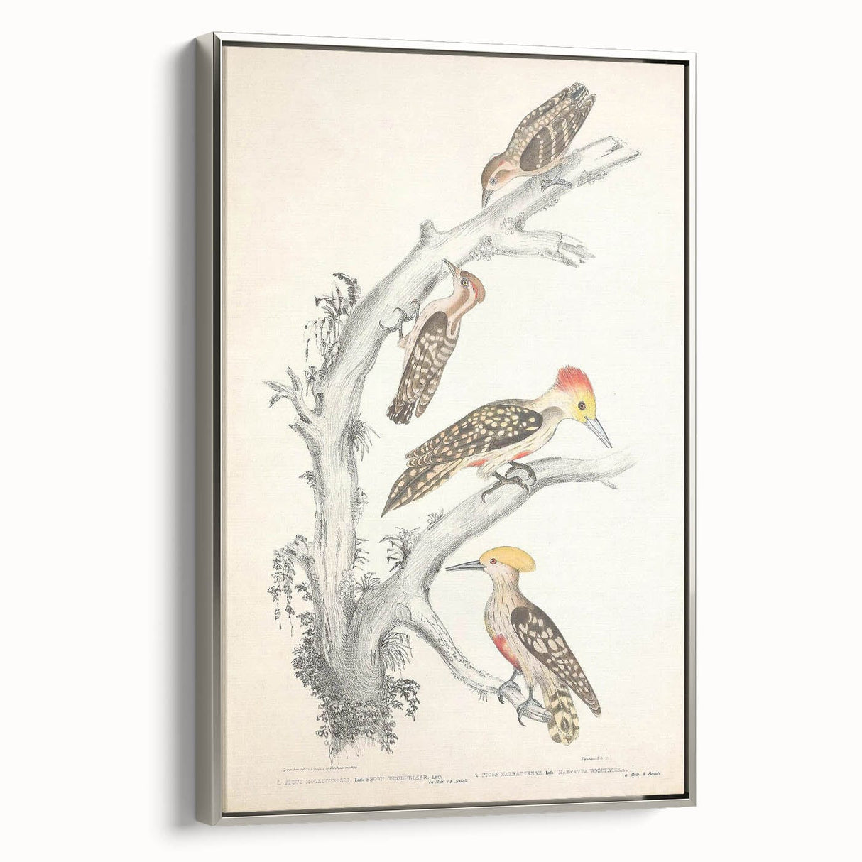 Vintage Animal Art - Retro Woodpecker Illustration Art Prints for Home