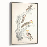 Vintage Animal Art - Retro Woodpecker Illustration Art Prints for Home