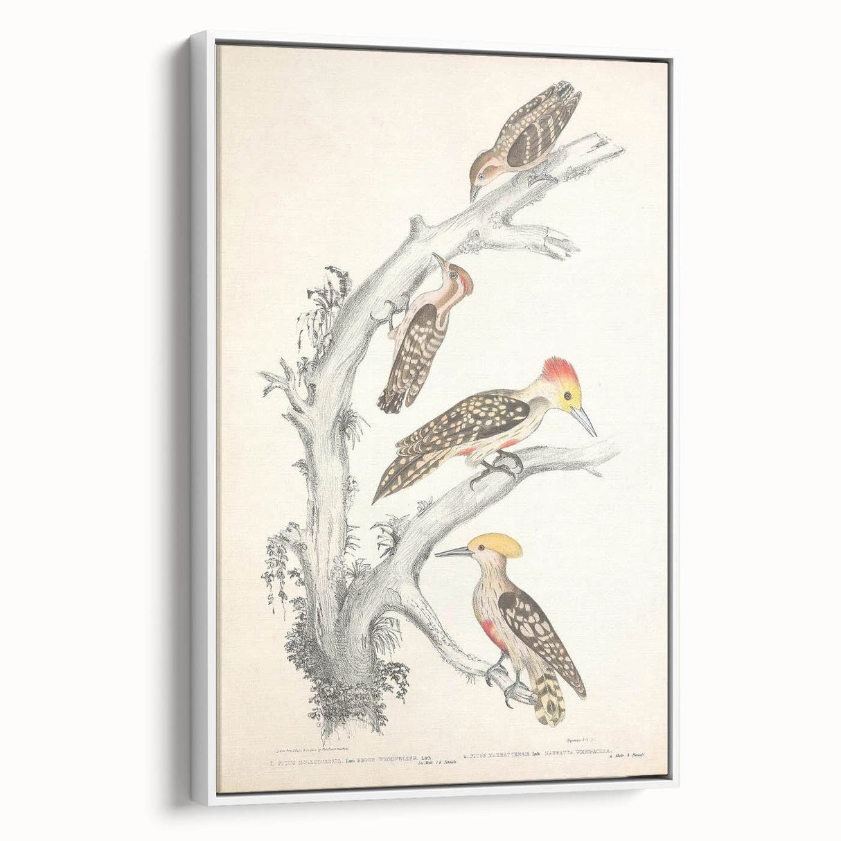 Vintage Animal Art - Retro Woodpecker Illustration Art Prints for Home