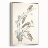 Vintage Animal Art - Retro Woodpecker Illustration Art Prints for Home