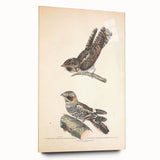 Vintage Animal Art - Goat Sucker Bird Retro Illustration Art Prints