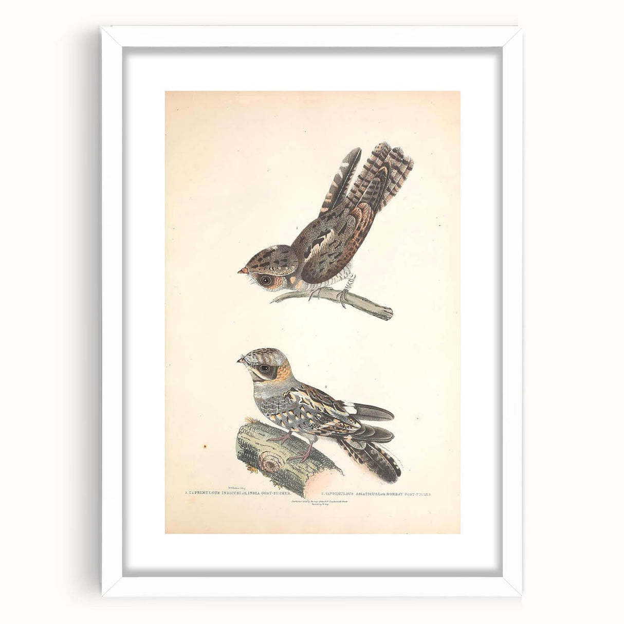 Vintage Animal Art - Goat Sucker Bird Retro Illustration Art Prints