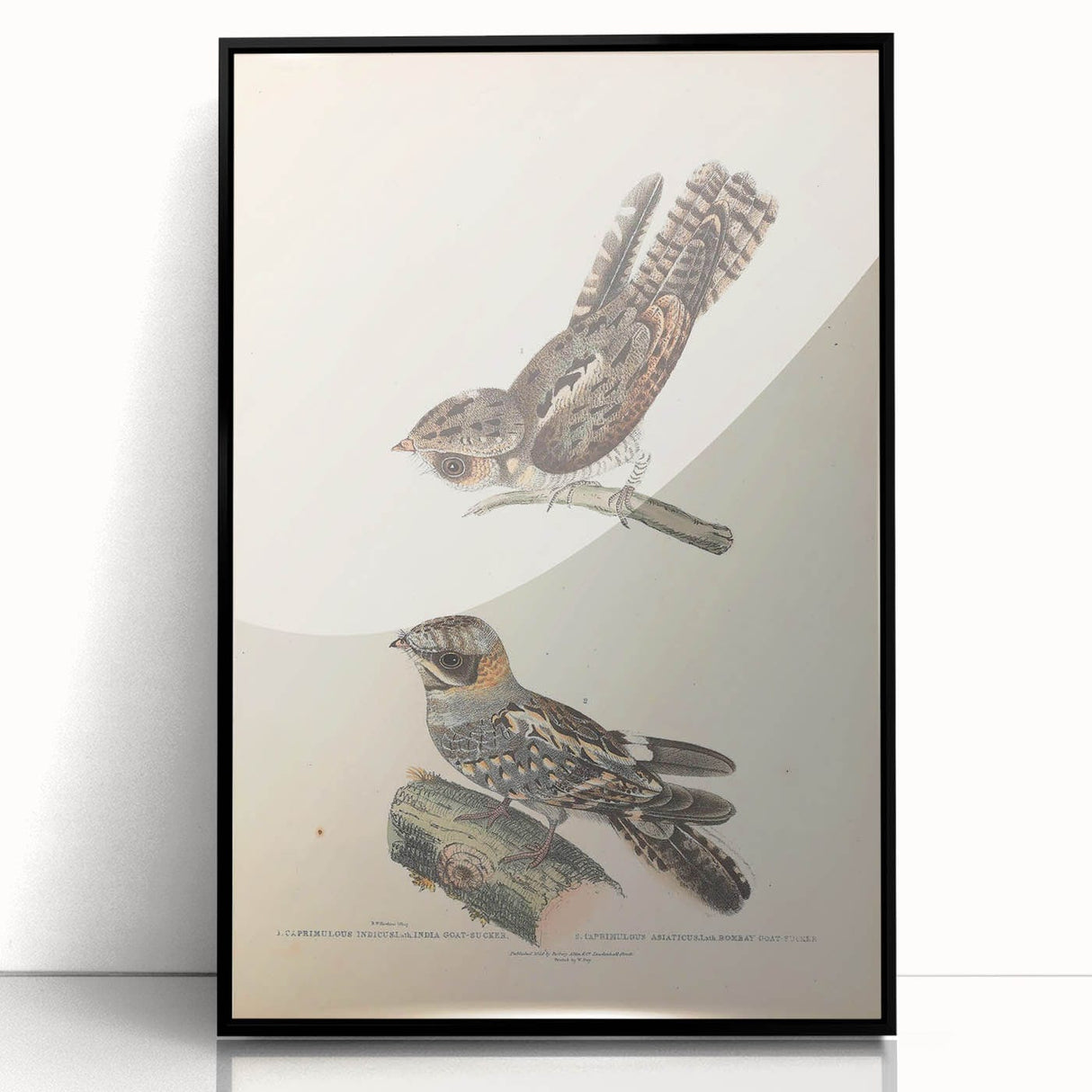 Vintage Animal Art - Goat Sucker Bird Retro Illustration Art Prints