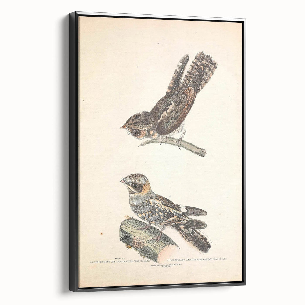 Vintage Animal Art - Goat Sucker Bird Retro Illustration Art Prints