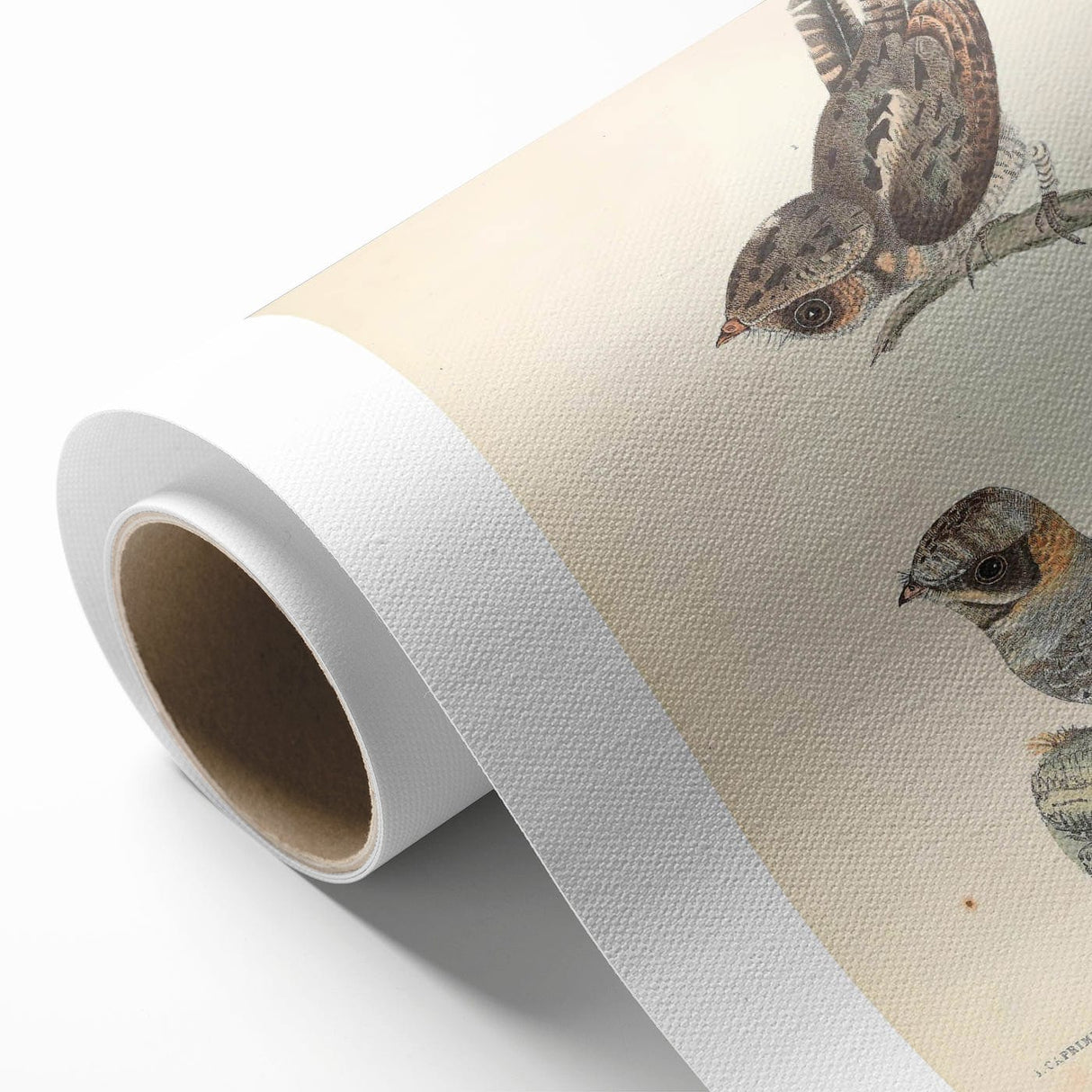 Vintage Animal Art - Goat Sucker Bird Retro Illustration Art Prints