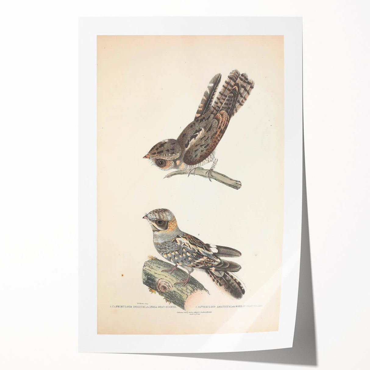 Vintage Animal Art - Goat Sucker Bird Retro Illustration Art Prints