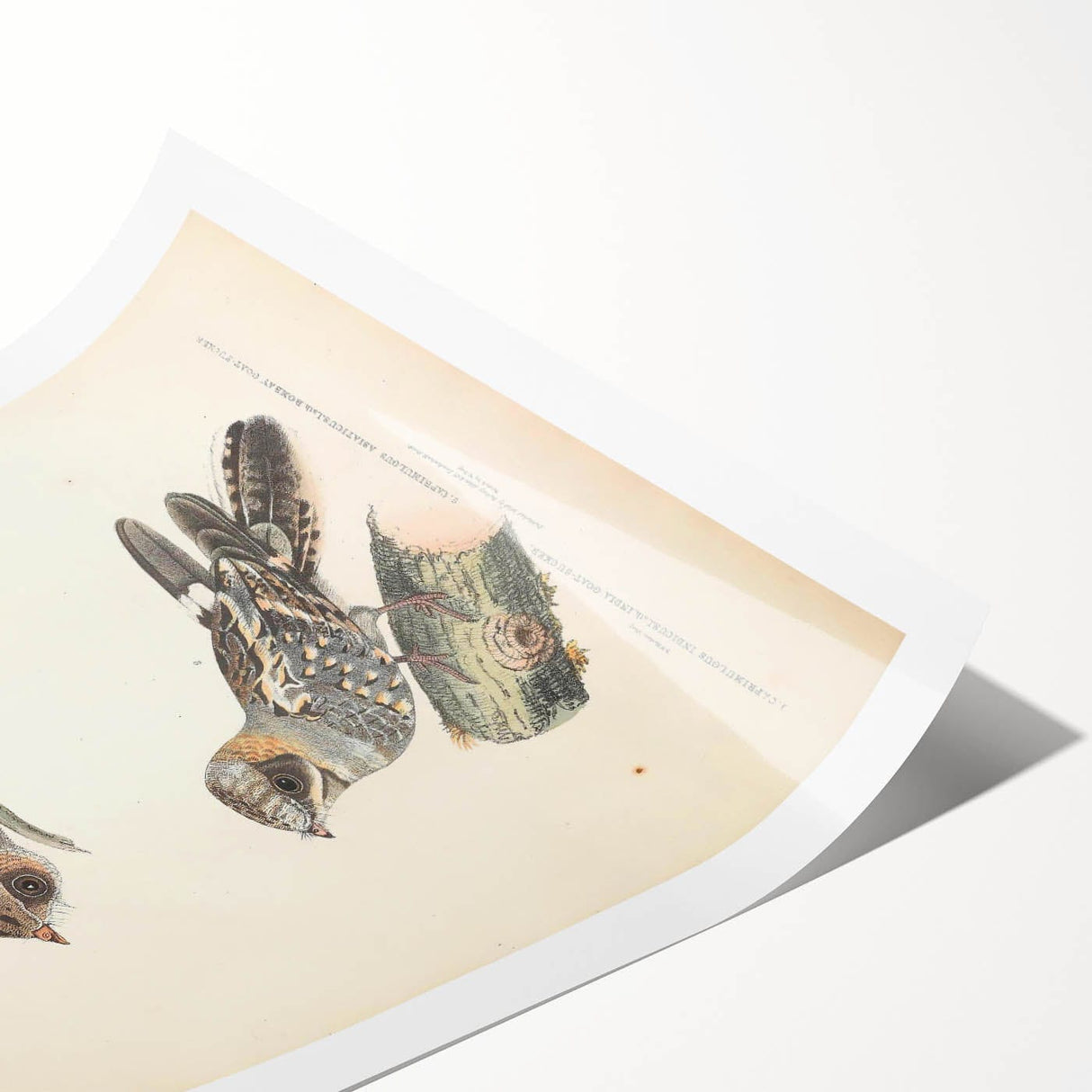 Vintage Animal Art - Goat Sucker Bird Retro Illustration Art Prints