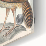 Vintage Animal Art - Black Headed Pheasant Illustration Print