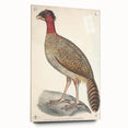 Vintage Animal Art - Black Headed Pheasant Illustration Print