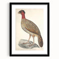 Vintage Animal Art - Black Headed Pheasant Illustration Print