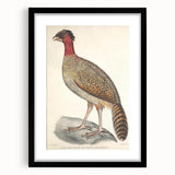 Vintage Animal Art - Black Headed Pheasant Illustration Print