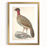 Vintage Animal Art - Black Headed Pheasant Illustration Print