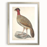 Vintage Animal Art - Black Headed Pheasant Illustration Print