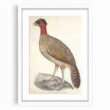 Vintage Animal Art - Black Headed Pheasant Illustration Print