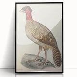Vintage Animal Art - Black Headed Pheasant Illustration Print