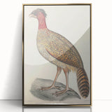 Vintage Animal Art - Black Headed Pheasant Illustration Print