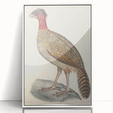 Vintage Animal Art - Black Headed Pheasant Illustration Print