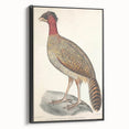Vintage Animal Art - Black Headed Pheasant Illustration Print