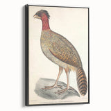 Vintage Animal Art - Black Headed Pheasant Illustration Print
