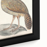 Vintage Animal Art - Black Headed Pheasant Illustration Print