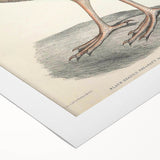 Vintage Animal Art - Black Headed Pheasant Illustration Print