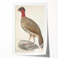 Vintage Animal Art - Black Headed Pheasant Illustration Print