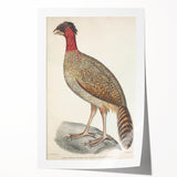 Vintage Animal Art - Black Headed Pheasant Illustration Print