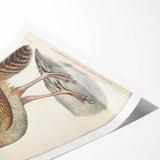 Vintage Animal Art - Black Headed Pheasant Illustration Print