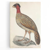 Vintage Animal Art - Black Headed Pheasant Illustration Print