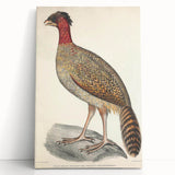 Vintage Animal Art - Black Headed Pheasant Illustration Print
